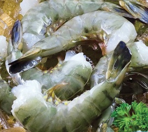 RAW HLSO BLACK TIGER SHRIMP